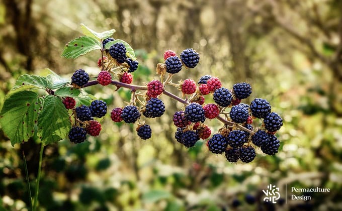 Mûres, fruits délicieux des ronces sauvages.
