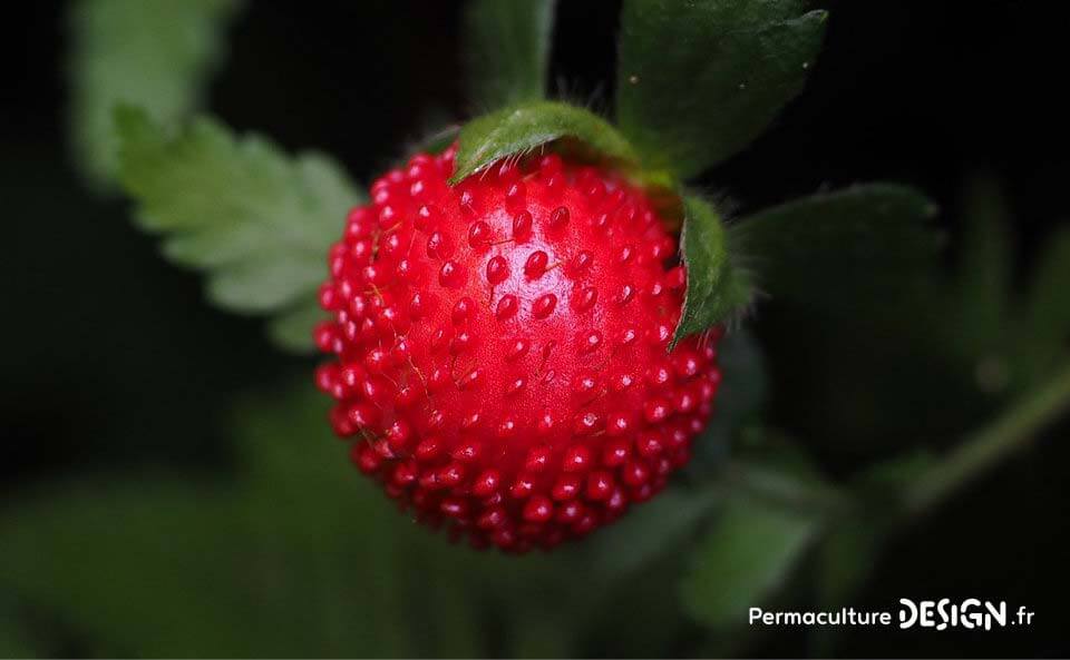 Le fraisier des Indes est une plante servant de couvre-sol vivant très utile en permaculture.